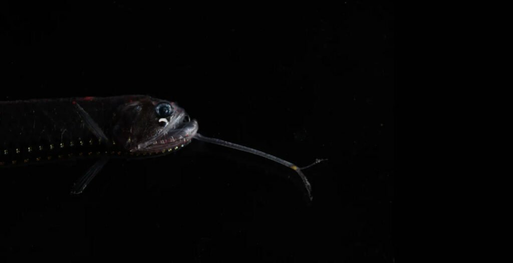 1756774699 728 9 عکس شگفت‌انگیز از دنیای درخشان و مرموز اعماق اقیانوس دلچسب