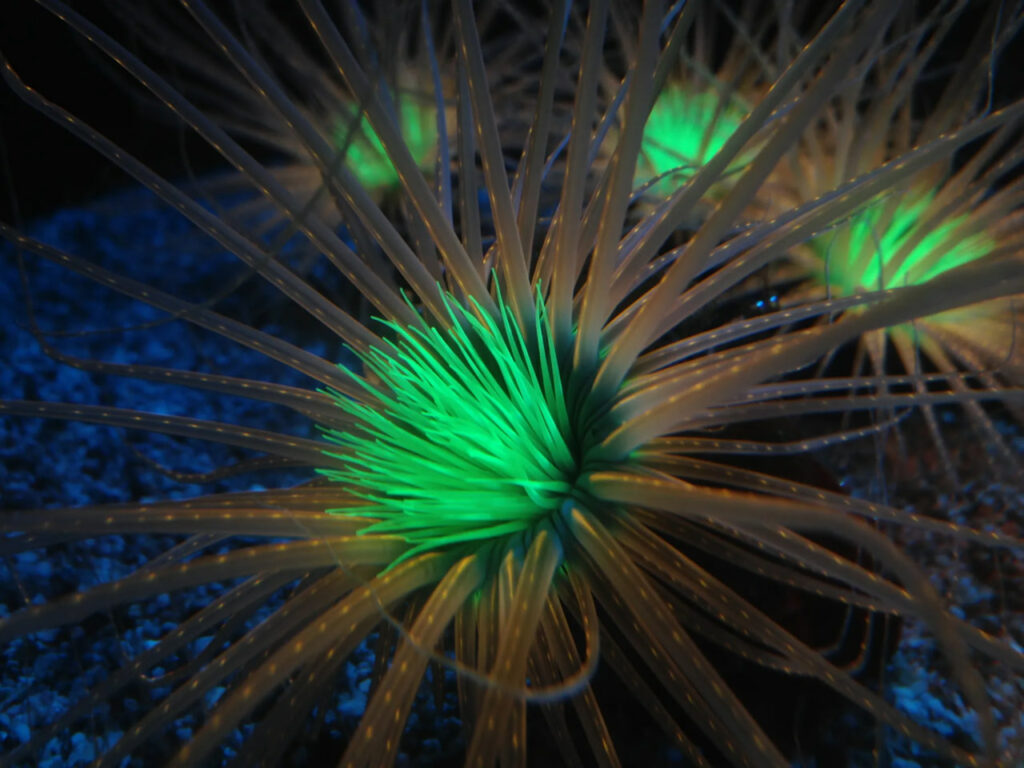 دنیای اعماق آب