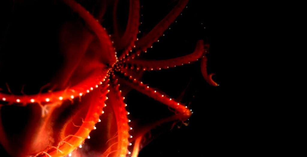 1756774700 921 9 عکس شگفت‌انگیز از دنیای درخشان و مرموز اعماق اقیانوس دلچسب