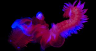 9 تصویر شگفت‌انگیز از دنیای درخشان و مرموز اعماق اقیانوس