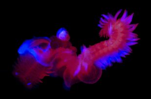 9 تصویر شگفت‌انگیز از دنیای درخشان و مرموز اعماق اقیانوس