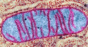 چرا به خوابیدن نیاز داریم؟ دانشمندان آکسفورد علت بیولوژیکی خواب را توضیح می‌دهند