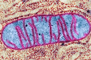 چرا به خوابیدن نیاز داریم؟ دانشمندان آکسفورد علت بیولوژیکی خواب را توضیح می‌دهند