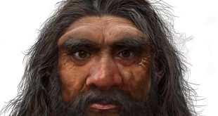 جمجمه یک میلیون ساله انسان