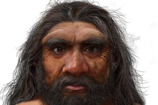 جمجمه یک میلیون ساله انسان