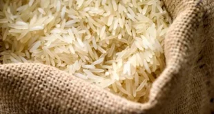 افت قیمت برنج صادراتی هند به کمترین سطح سه سال اخیر