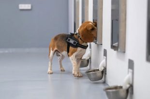 تشخیص سرطان با دقت 94 درصدی توسط سگ‌ها و هوش مصنوعی