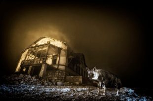 مسابقه عکاسی حیات وحش ۲۰۲۵