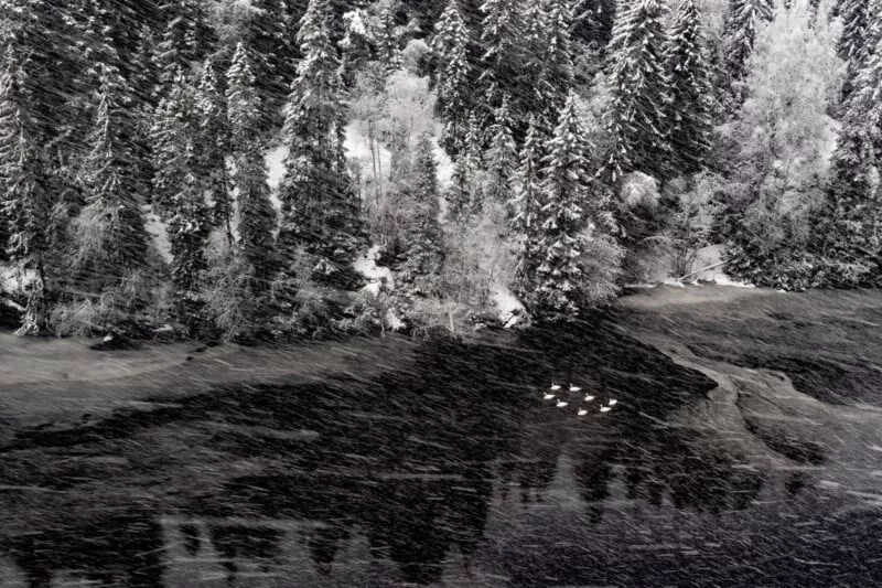 برنده دسته پرندگان مسابه عکاسی از طبیعت