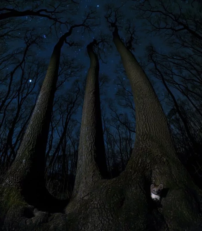 مقام دوم بخش پستانداران