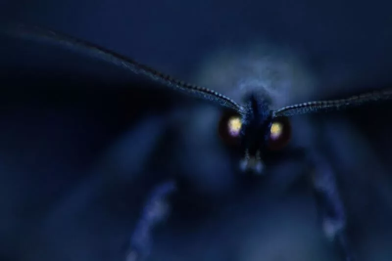 مقام دوم بخش سایر جانوران