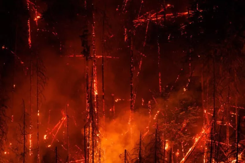 عکس برنده بخش گیاهان و قارچ‌ها