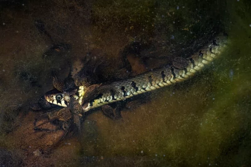 مقام دوم بخش دنیای زیر آب