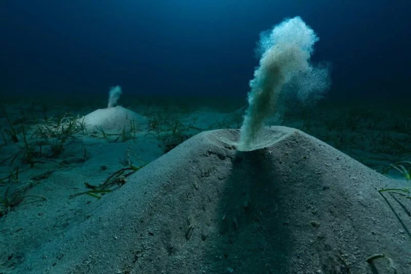 عکس برنده بخش دنیای زیر آب مسابقه عکاسی