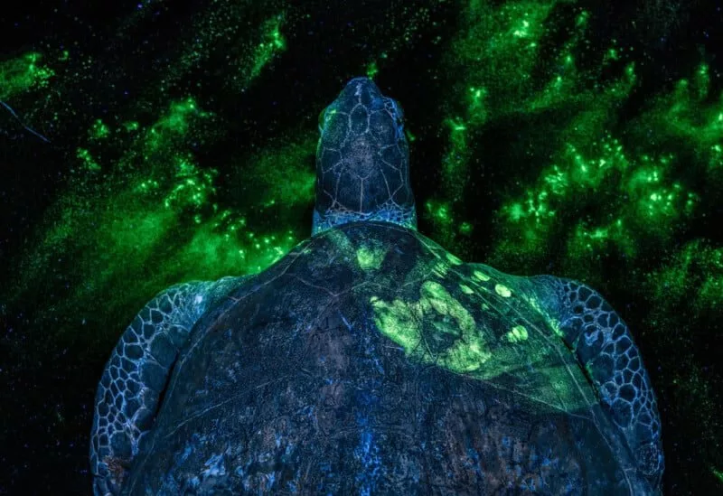 برنده بخش انسان و طبیعت