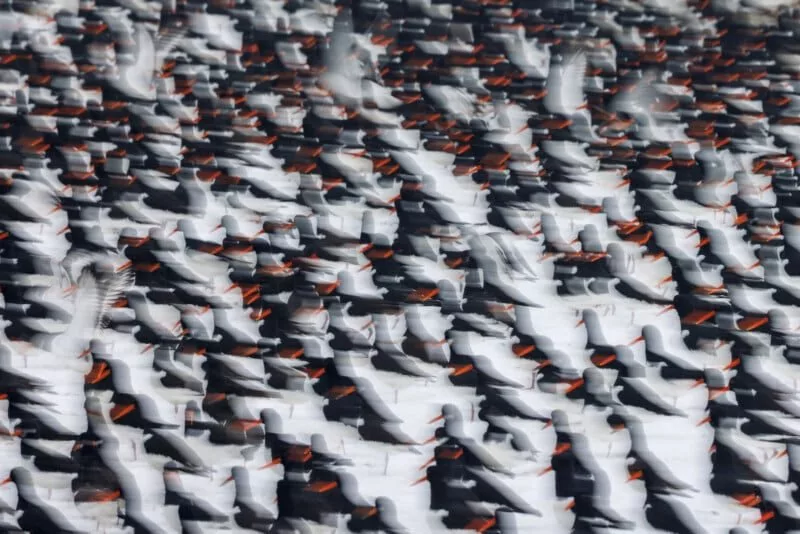 مقام دوم بخش استودیوی طبیعت