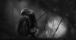 برنده مسابقه عکاسی حیات وحش اروپا