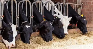 خشکسالی و کاهش بودجه مقابله با آن امنیت غذایی را تهدید می‌کند