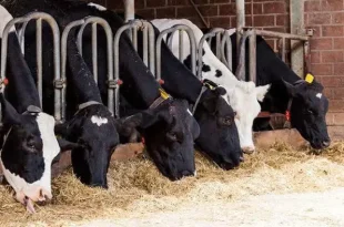 خشکسالی و کاهش بودجه مقابله با آن امنیت غذایی را تهدید می‌کند