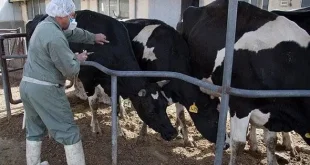 رئیس سازمان دامپزشکی کشور از خودکفایی ۹۷ درصدی در داروهای دام خبر داد