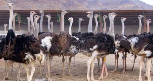 رشد سه‌برابری صادرات جوجه شترمرغ از مرز دوغارون به افغانستان