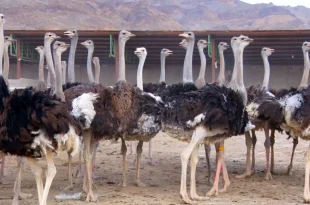 رشد سه‌برابری صادرات جوجه شترمرغ از مرز دوغارون به افغانستان