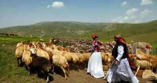 هشدار درباره حذف سازمان امور عشایر / وابستگی کشور به واردات گوشت افزایش می‌یابد