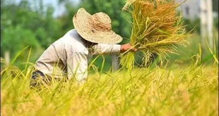 پرداخت ۷۳ درصد مطالبات کشاورزان انجام شد