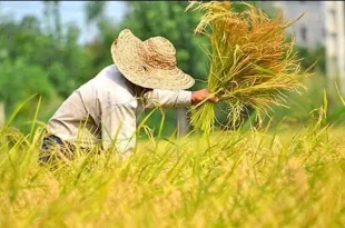 پرداخت ۷۳ درصد مطالبات کشاورزان انجام شد