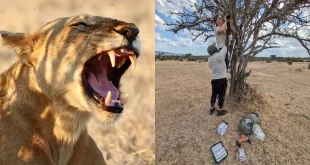 نوع جدید غرش شیرها