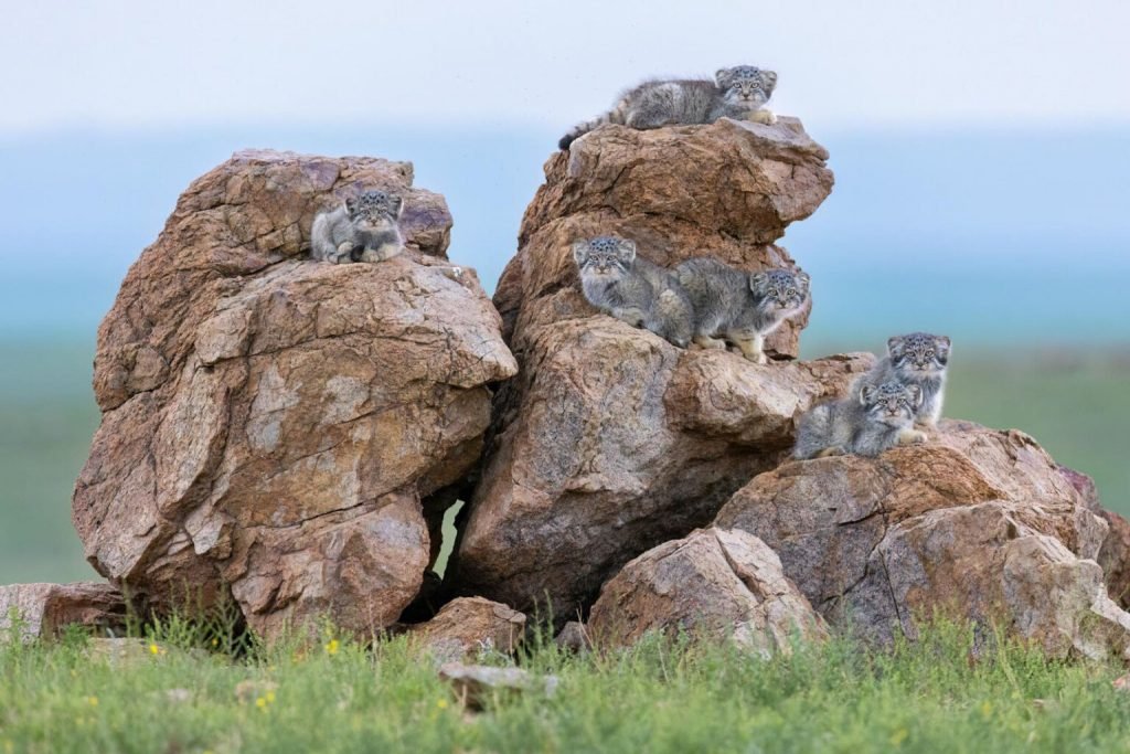 1763751694 606 برندگان جایزه عکاسی Nature inFocus سال ۲۰۲۵ اشکار شدند دلچسب