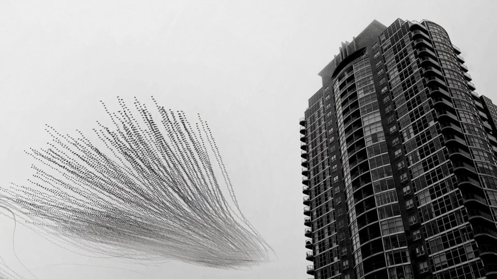 برندگان جایزه عکاسی Nature inFocus سال ۲۰۲۵ اشکار شدند_دلچسب 104 1763751696 119 برندگان جایزه عکاسی Nature inFocus سال ۲۰۲۵ اشکار شدند دلچسب