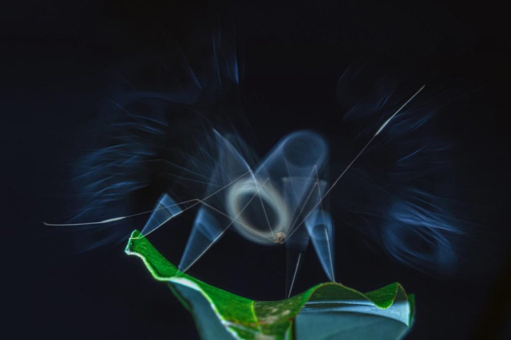 برندگان جایزه عکاسی Nature inFocus سال ۲۰۲۵ اشکار شدند_دلچسب 102 1763751696 362 برندگان جایزه عکاسی Nature inFocus سال ۲۰۲۵ اشکار شدند دلچسب