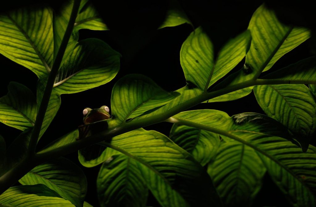 1763751696 613 برندگان جایزه عکاسی Nature inFocus سال ۲۰۲۵ اشکار شدند دلچسب