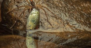 برندگان جایزه عکاسی Nature inFocus سال ۲۰۲۵ مشخص شدند