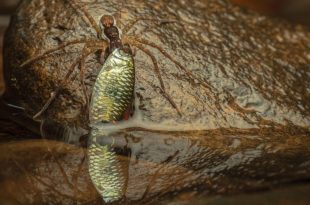 برندگان جایزه عکاسی Nature inFocus سال ۲۰۲۵ مشخص شدند