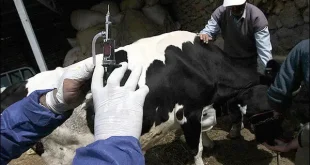 بیش از ۵ میلیون دُز واکسن تب برفکی از زمان ورود سویه جدید به کشور وارد شد