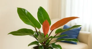 از برگ‌های سبز تا شادی خانه