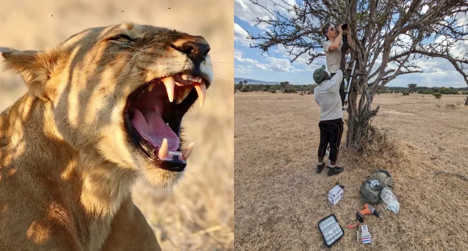 نوع جدید غرش شیرها