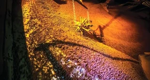 پاییز 1404؛ بهار تولید در فولاد مبارکه