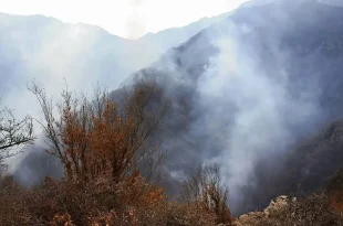 گزارش میدانی رئیس سازمان منابع طبیعی از حریق جنگل «الیت» به وزیر جهاد کشاورزی