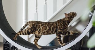 ریشه تاریخی گربه‌های خانگی