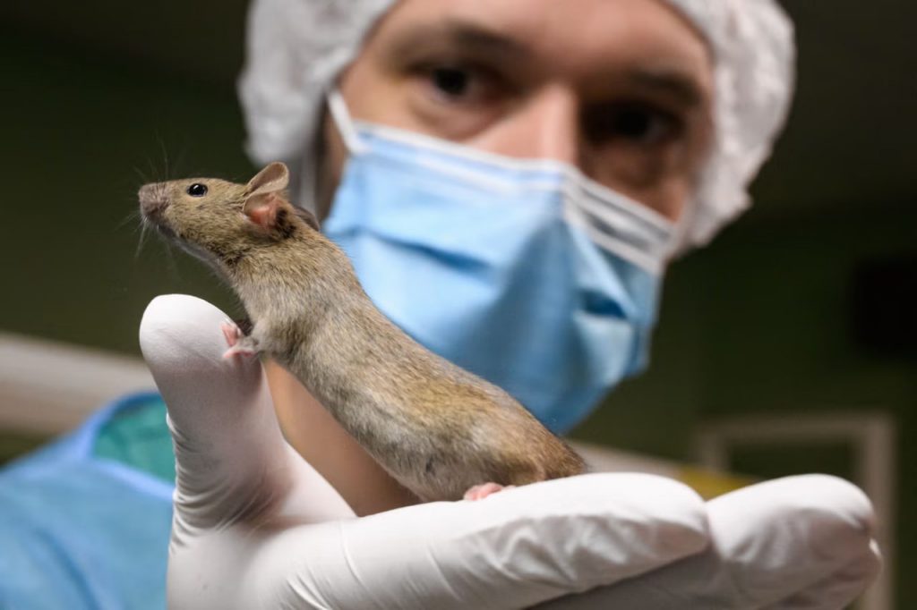 mice 1024x682 1