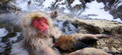monkeyfacts snowmonkey.jpg.653x0 q80 crop smart w600 252x114 1